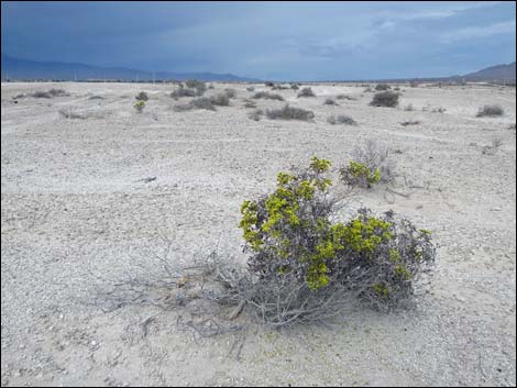 Fossil Beds