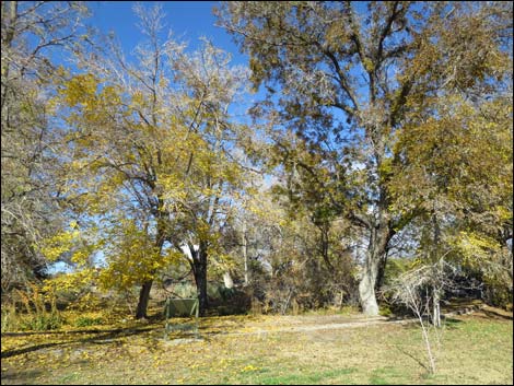 Corn Creek