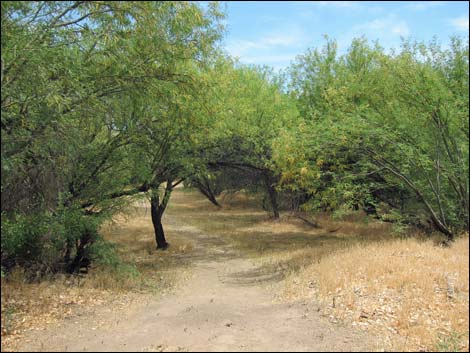 Hassayampa River Preserve