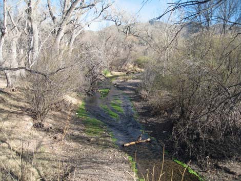 Patagonia-Sonoita Creek Preserve