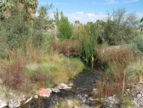 Moapa Valley National Wildlife Refuge