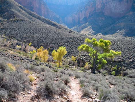 Tonto East Trail