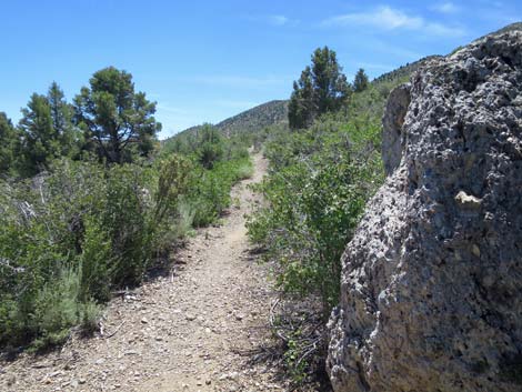 Escarpment Trail