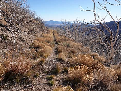 Harris Saddle Trail