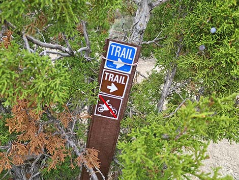Blue Tree Loop Trail