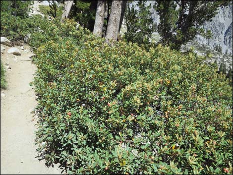 John Muir Trail