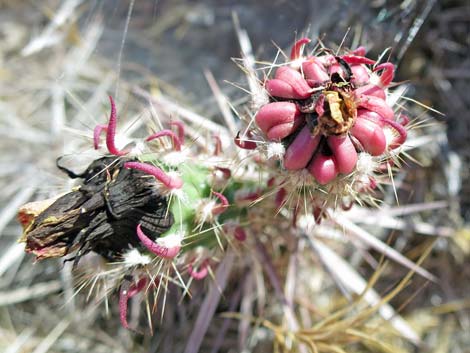 Matted Cholla (Grusonia parishii)