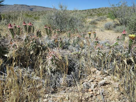 Matted Cholla (Grusonia parishii)