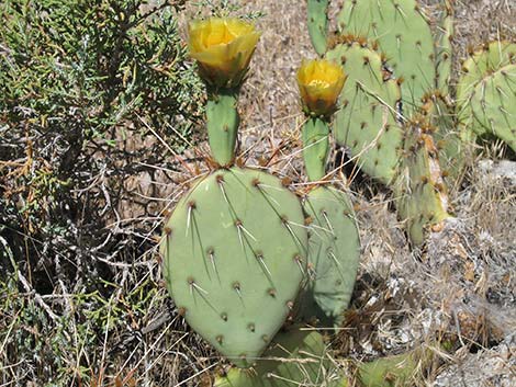 Brown-spined Pricklypear (Opuntia phaeacantha)