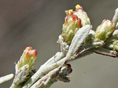 Big Sagebrush (Artemisia tridentata)