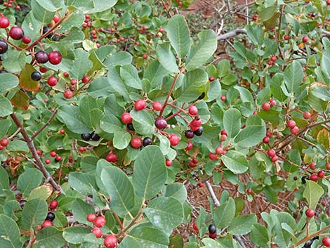 California Coffeeberry (Frangula californica)
