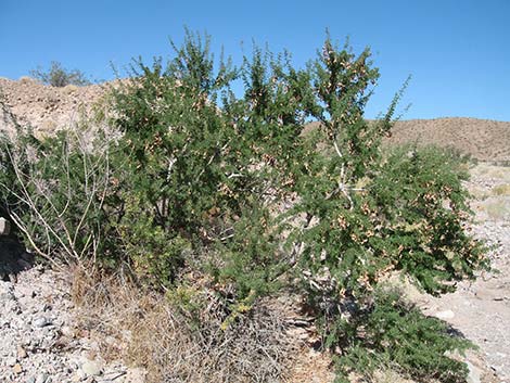 Catclaw Acacia (Acacia greggii)