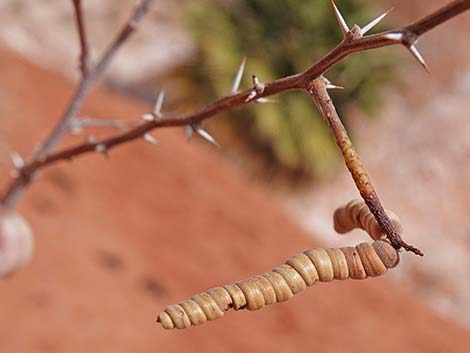 Screwbean Mesquite (Prosopis pubescens)