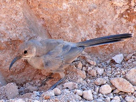 LeConte's Thrasher (Toxostoma lecontei)