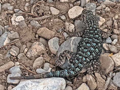 Great Basin Fence Lizard (Sceloporus occidentalis longipes)