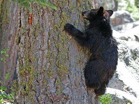 Black Bear (Ursus americanus)