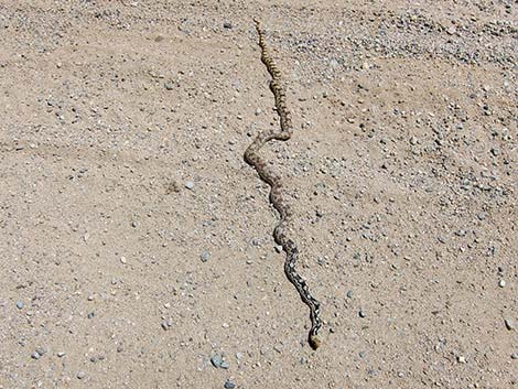 Gopher Snake (Pituophis catenifer)